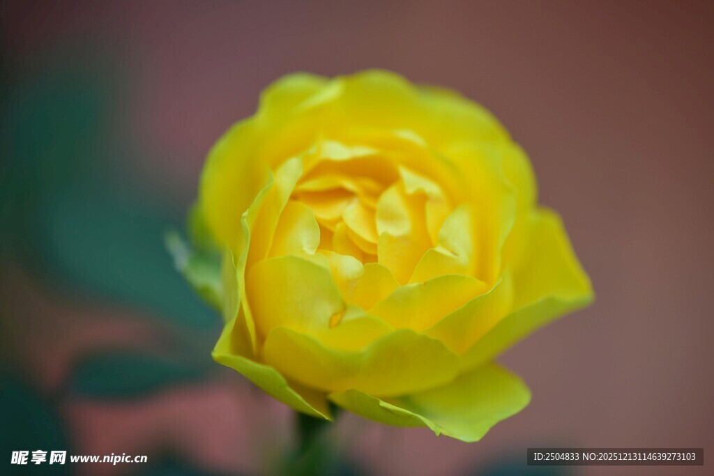 黄色娇艳月季花