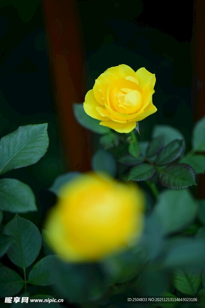 娇艳黄玫瑰绽放绿叶间