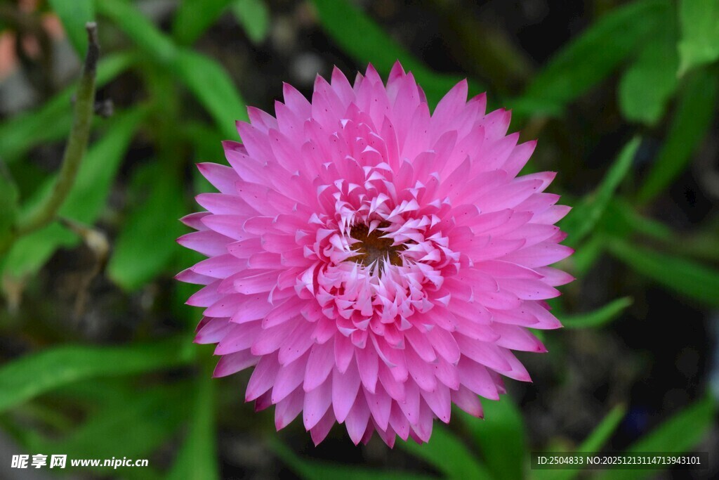 粉色雏菊绽放于绿叶间