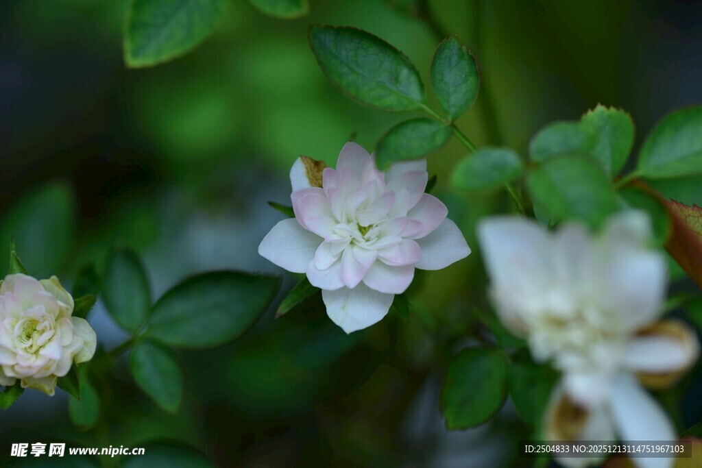 白色小花绽放绿叶间