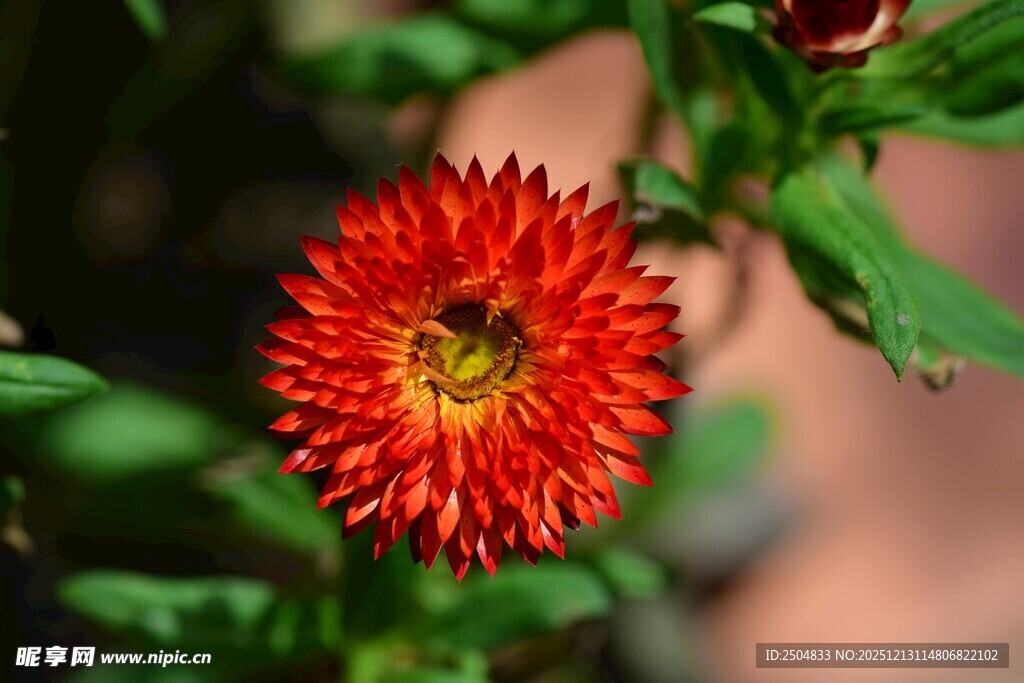鲜艳红色花朵特写