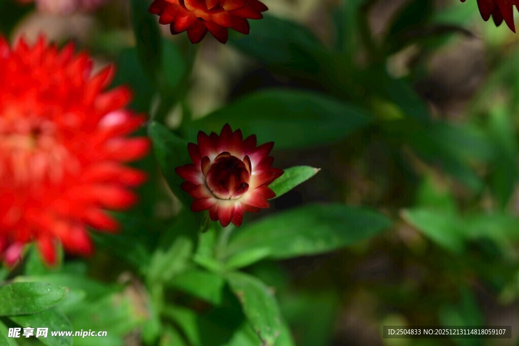 鲜艳红色花朵特写