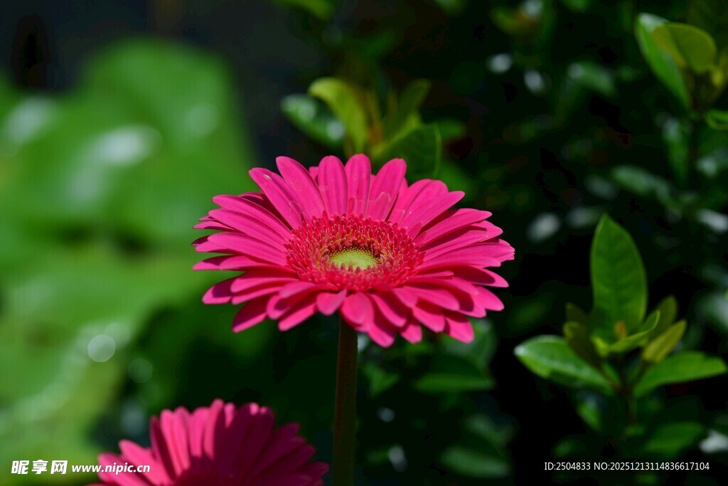 娇艳粉色 洲菊绽放