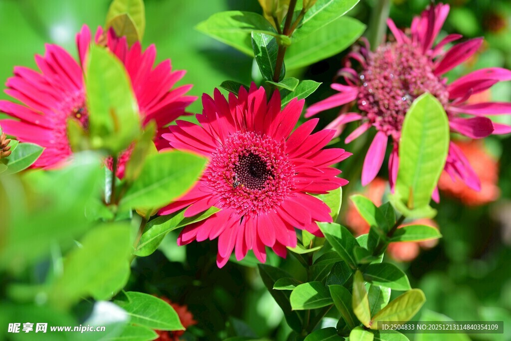 鲜艳玫红花朵与绿叶