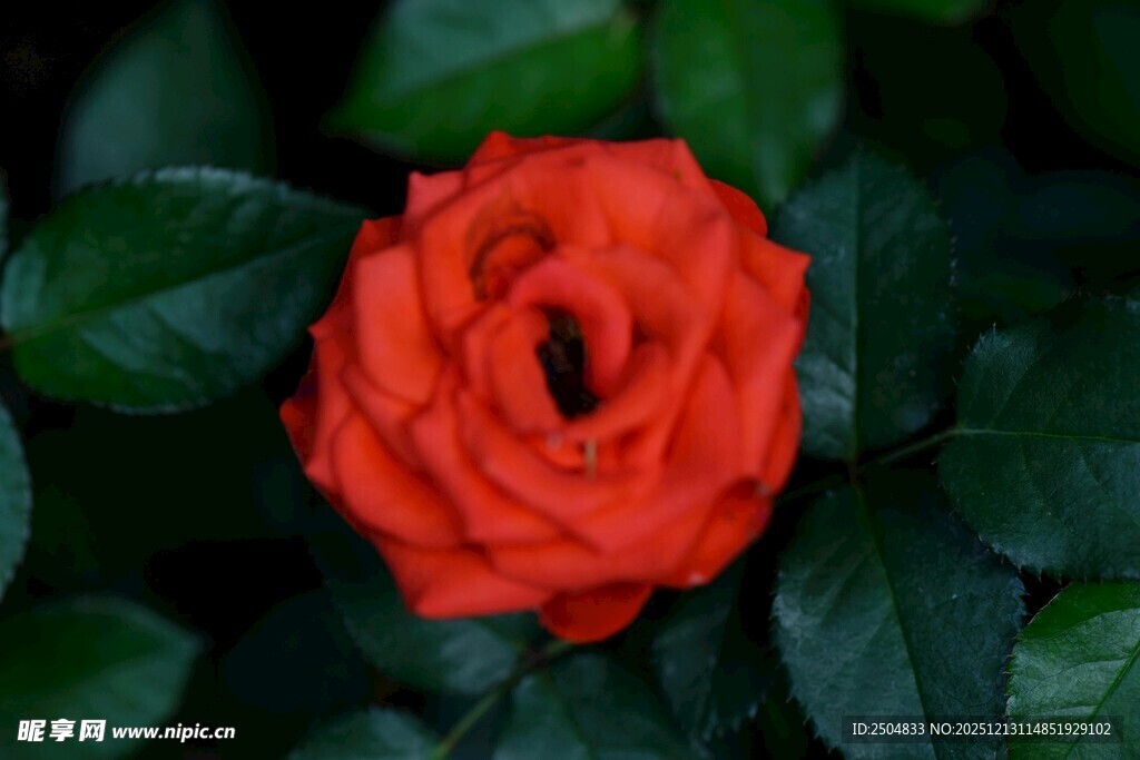 娇艳红玫瑰 绿叶相衬