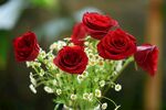 红玫瑰插花特写