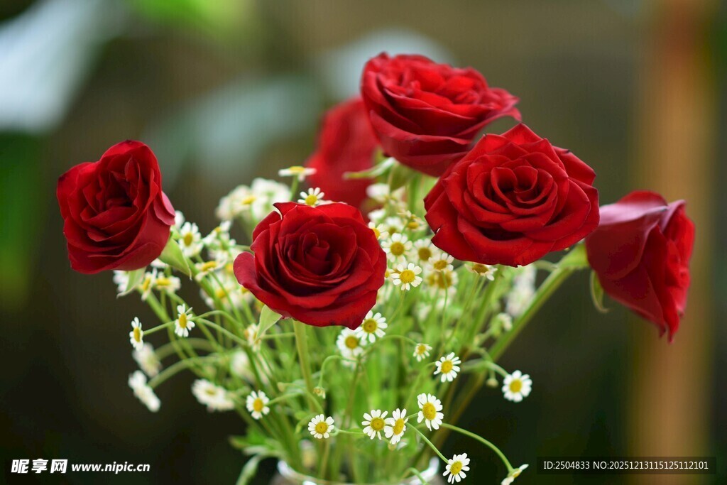 红玫瑰插花特写