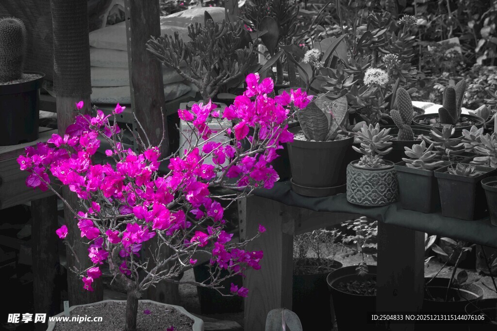 娇艳三角梅绽放于花架