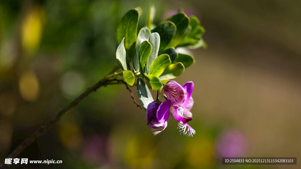 紫色小花绽放枝头