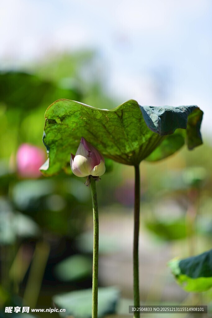 夏日荷塘中的清新荷叶