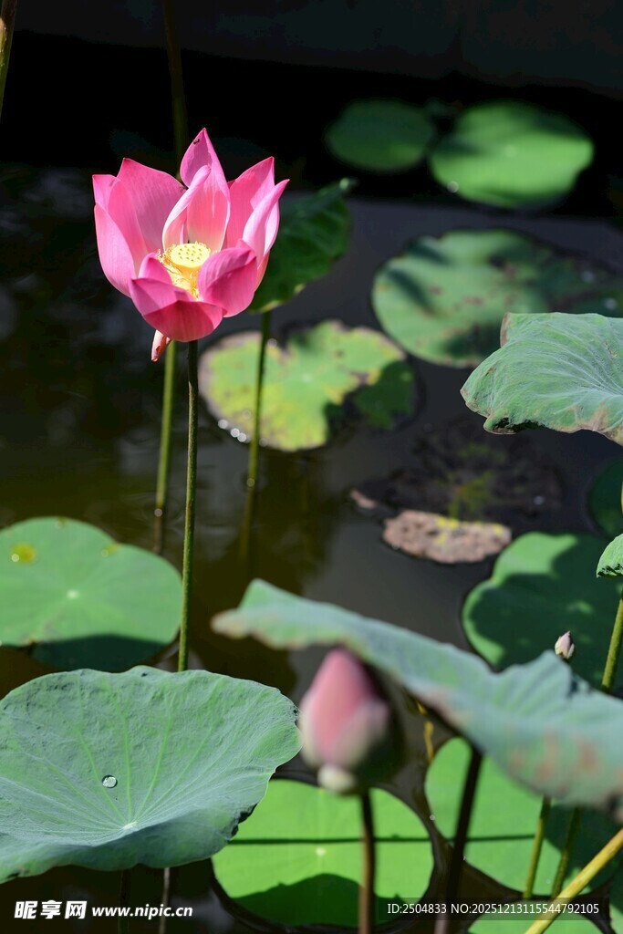 娇艳荷花绽放于莲叶间