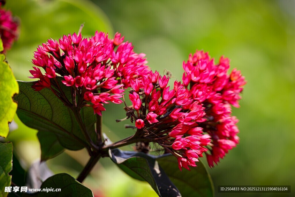 鲜艳红花绽放绿叶间