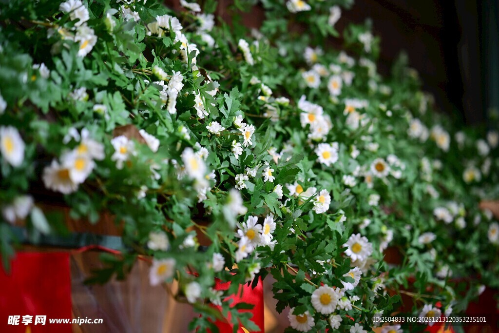 白色小花盆栽 清新雅致