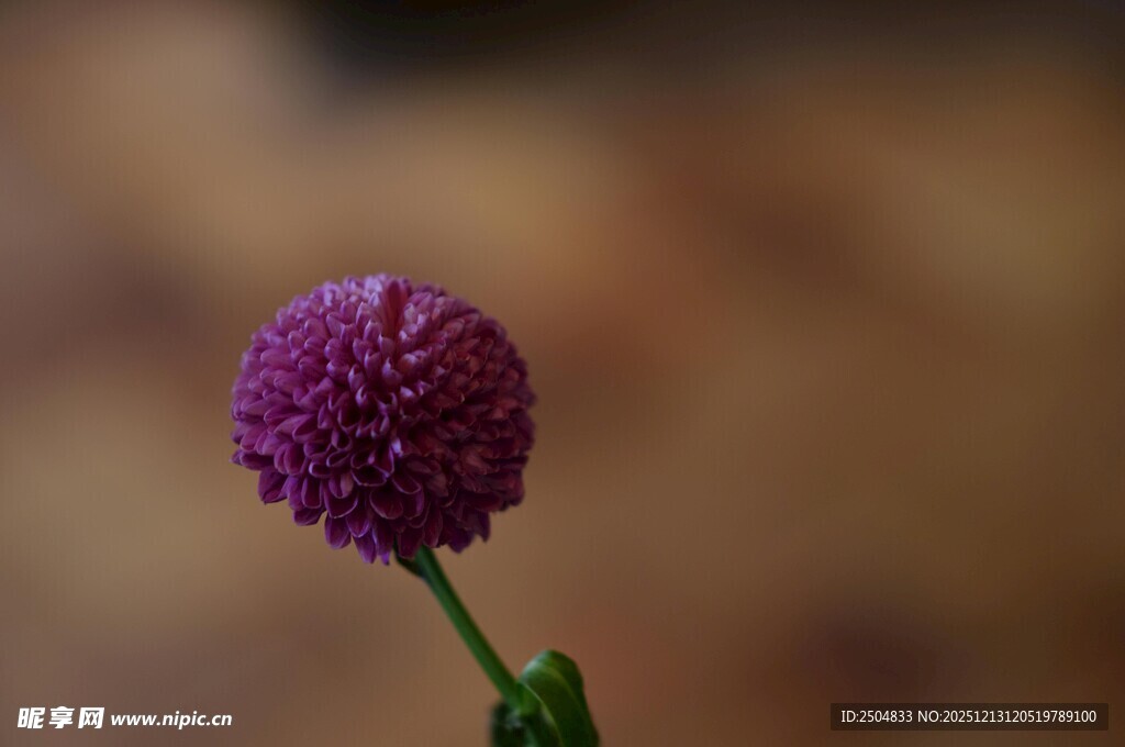 紫色绒球小花特写