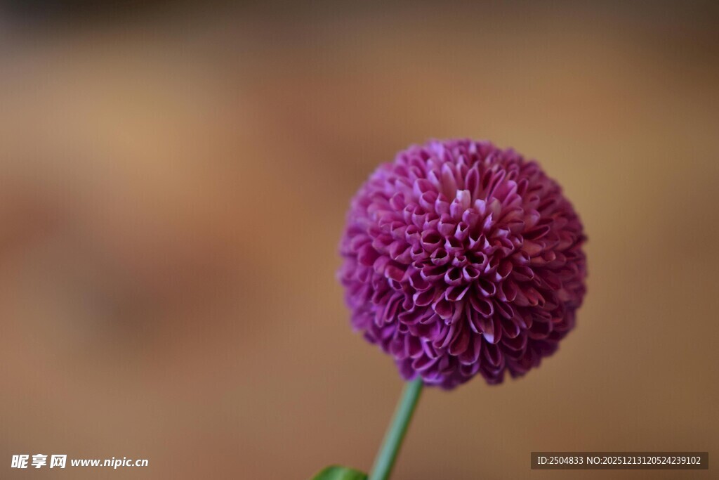 紫色绒球花特写