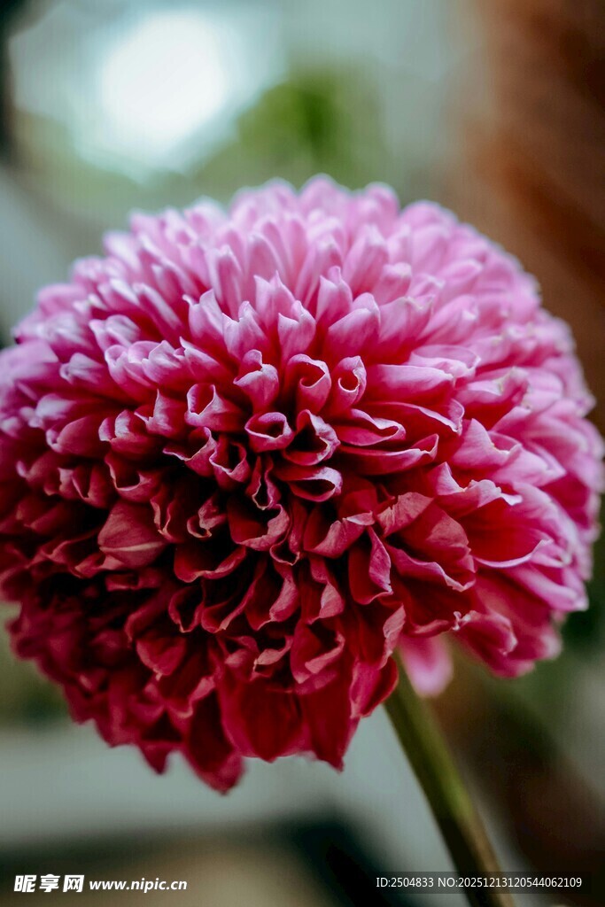 粉色绒球大丽花特写