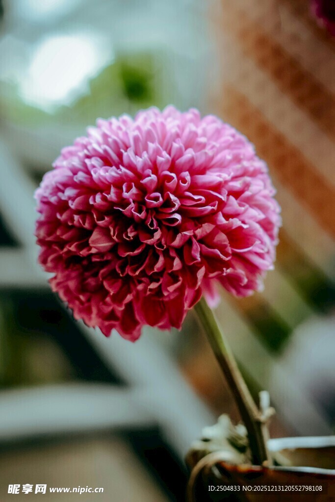 娇艳大丽花特写