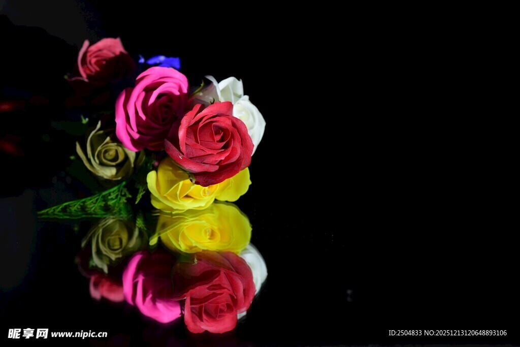 多彩玫瑰绽放于黑色背景