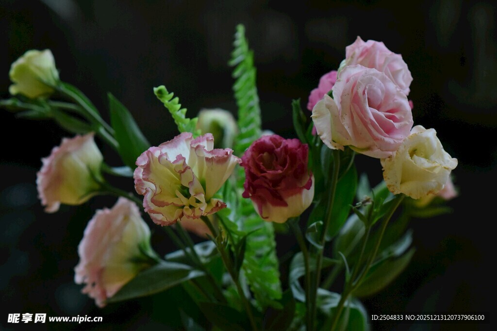 多彩娇艳的仙人掌花朵