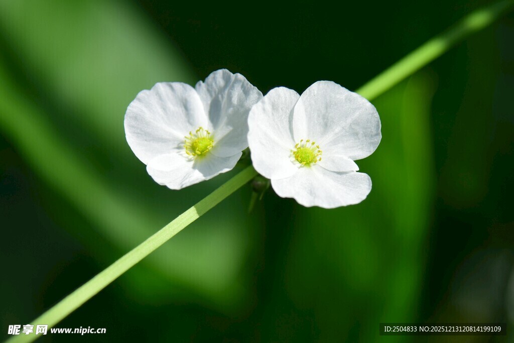 两朵白色小花绽于绿间
