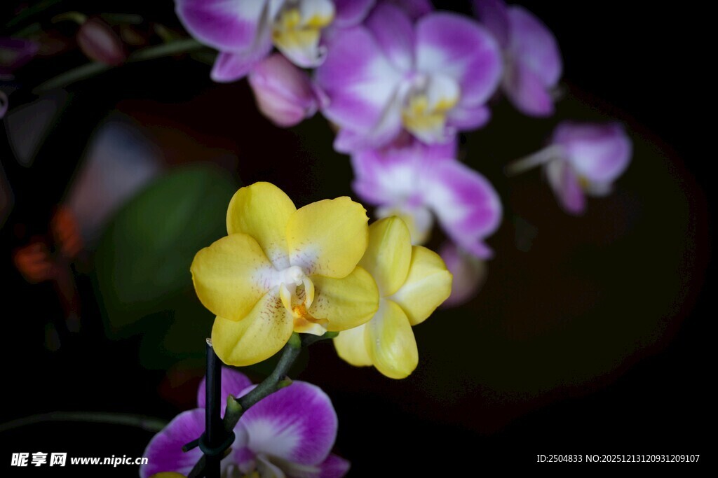 黄紫相间兰花特写