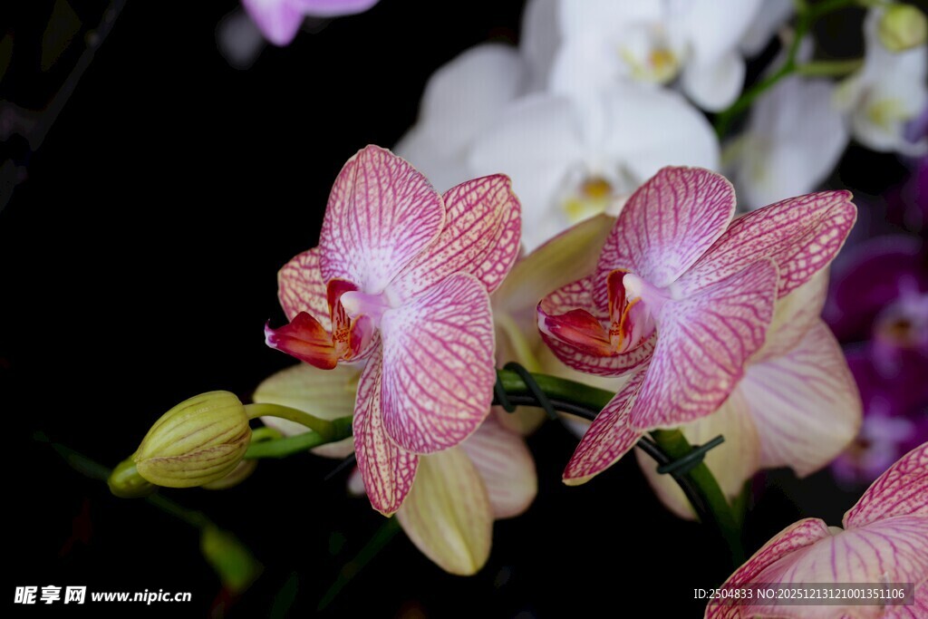 娇艳粉色蝴蝶兰绽放