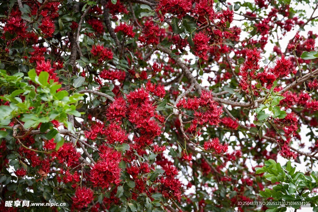 艳丽红花朵朵绽放