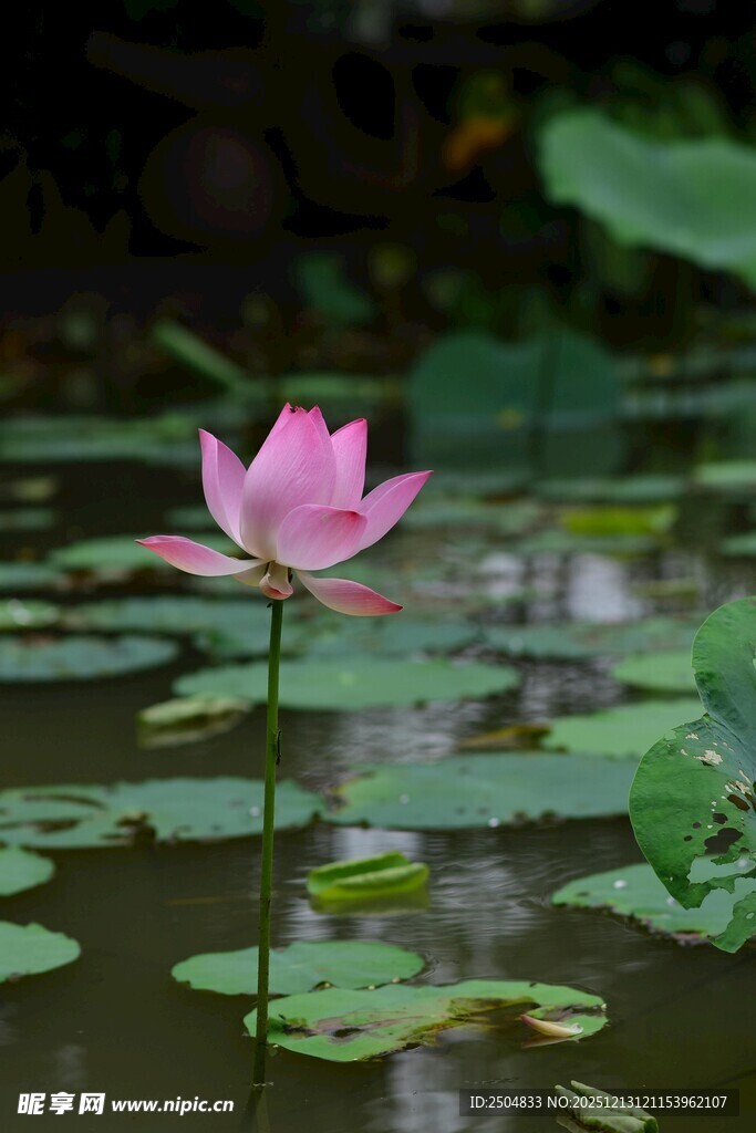 水中绽放的娇艳粉色荷花