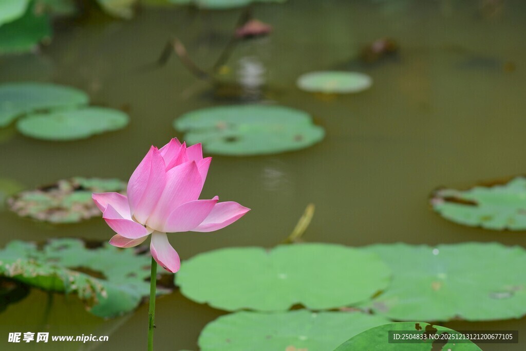 粉色荷花绽放于荷叶间