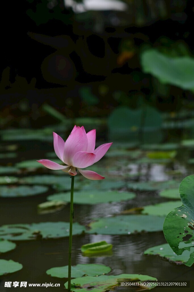 水中绽放的娇艳粉色荷花