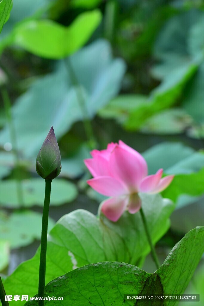 娇艳荷花绽放于绿叶间