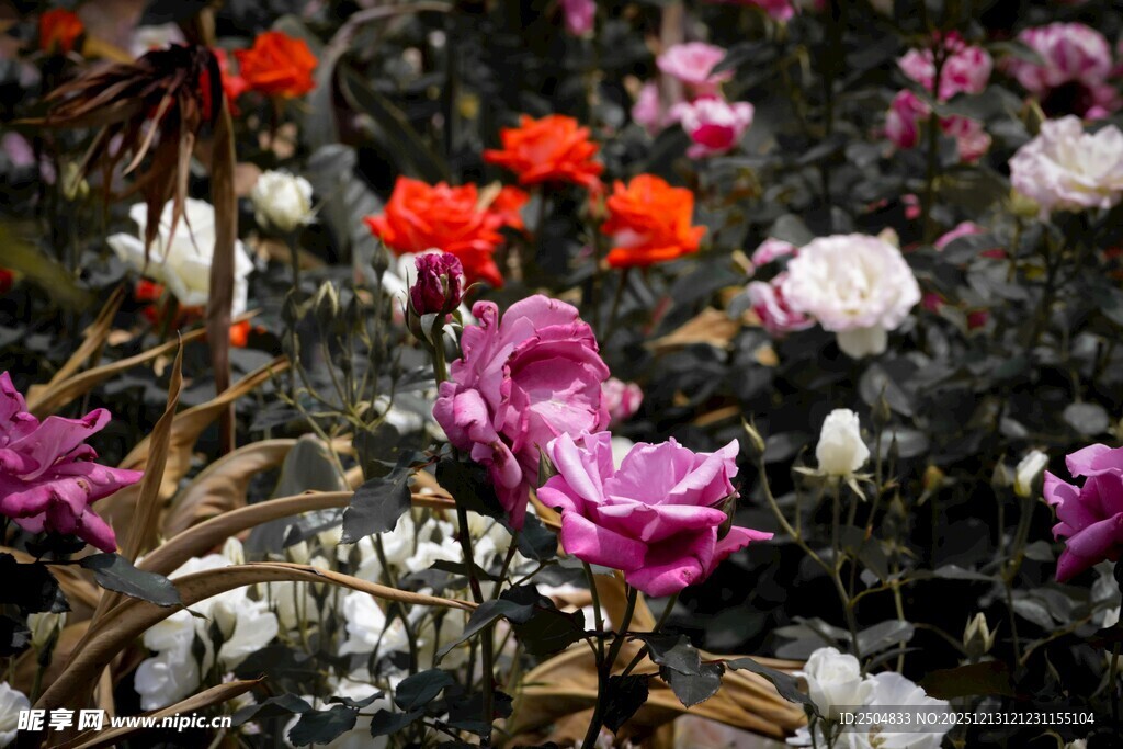 多彩花卉绽放美丽瞬间