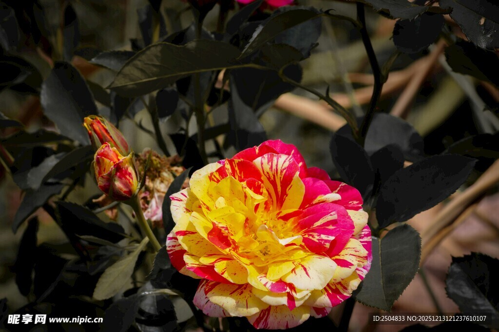 多彩双色娇艳月季花