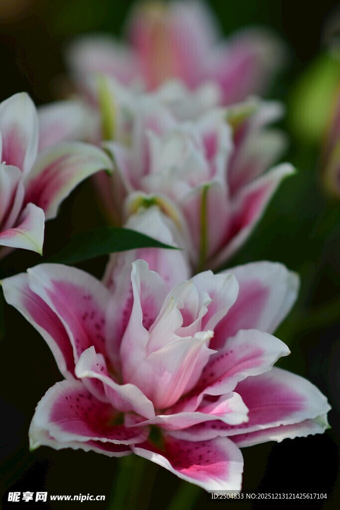 娇艳双色百合花绽放