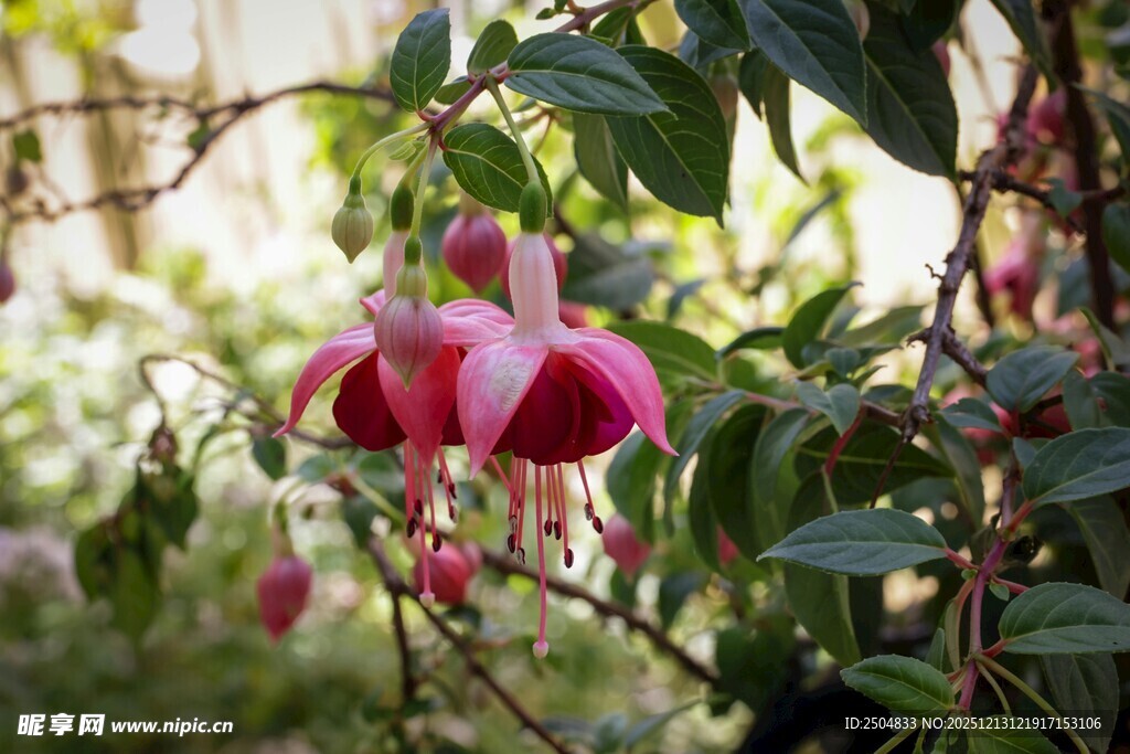 娇艳倒挂金钟花