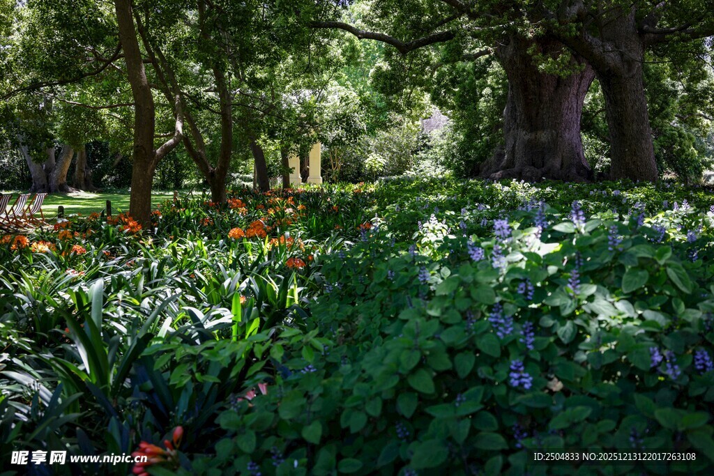 林间繁花似锦的美丽景致