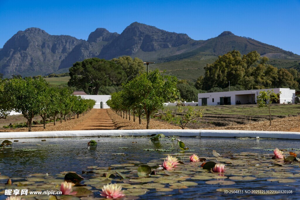 山间池塘的睡莲景观
