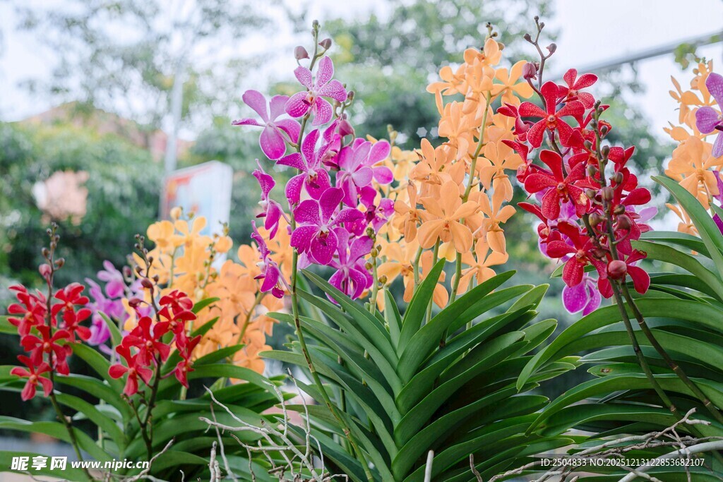 多彩兰花绽放于绿叶间