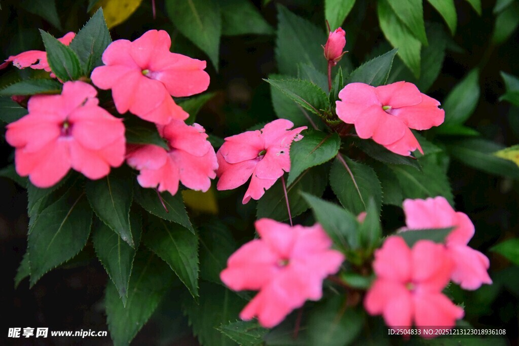 娇艳粉色凤仙花绽放