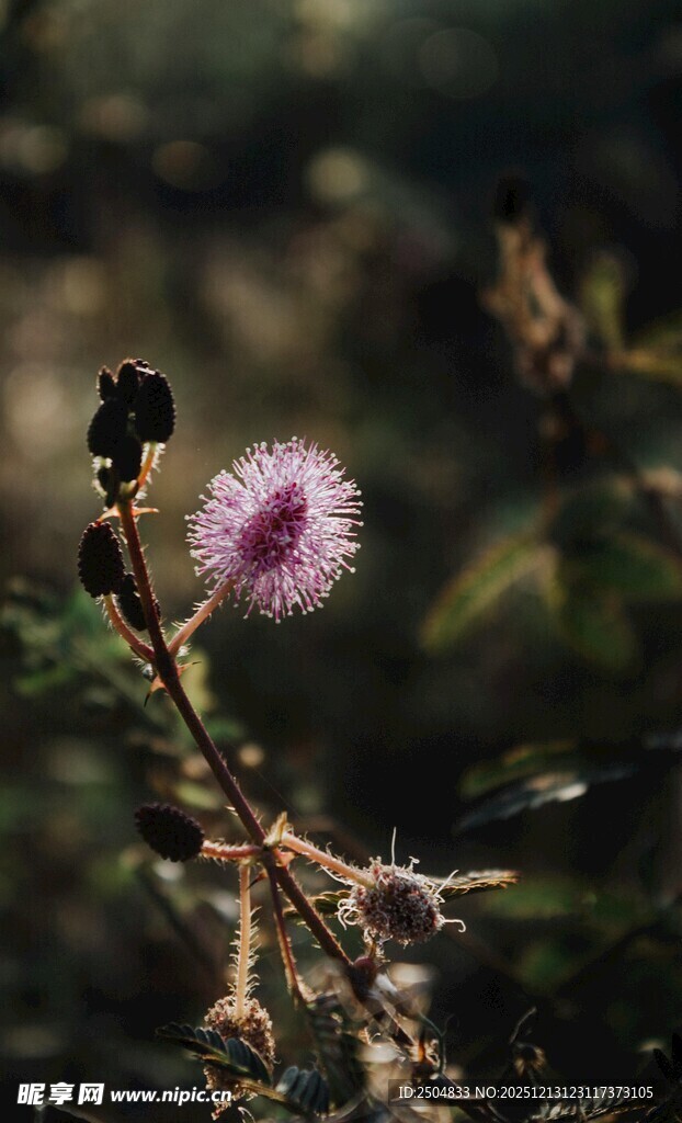 带刺的紫色绒球花朵