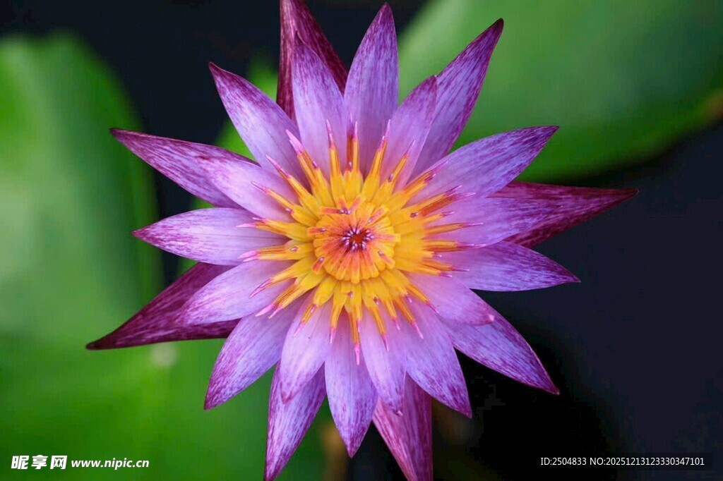 紫色睡莲特写