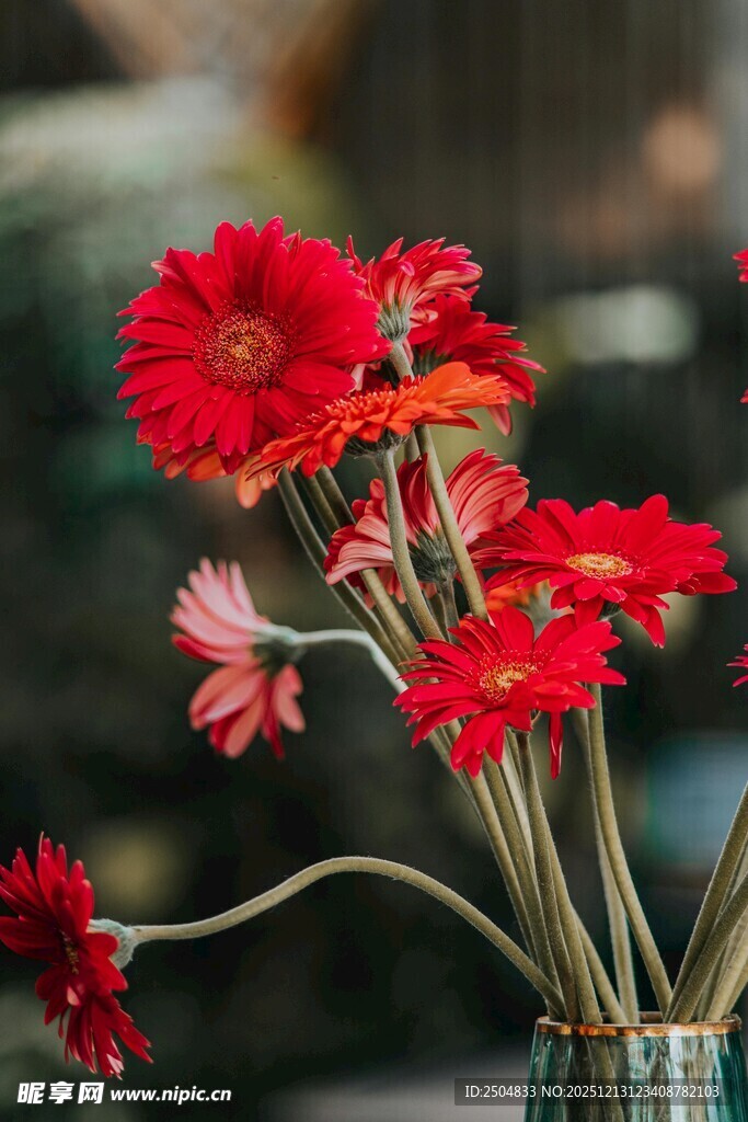 花瓶中艳丽的红色花朵
