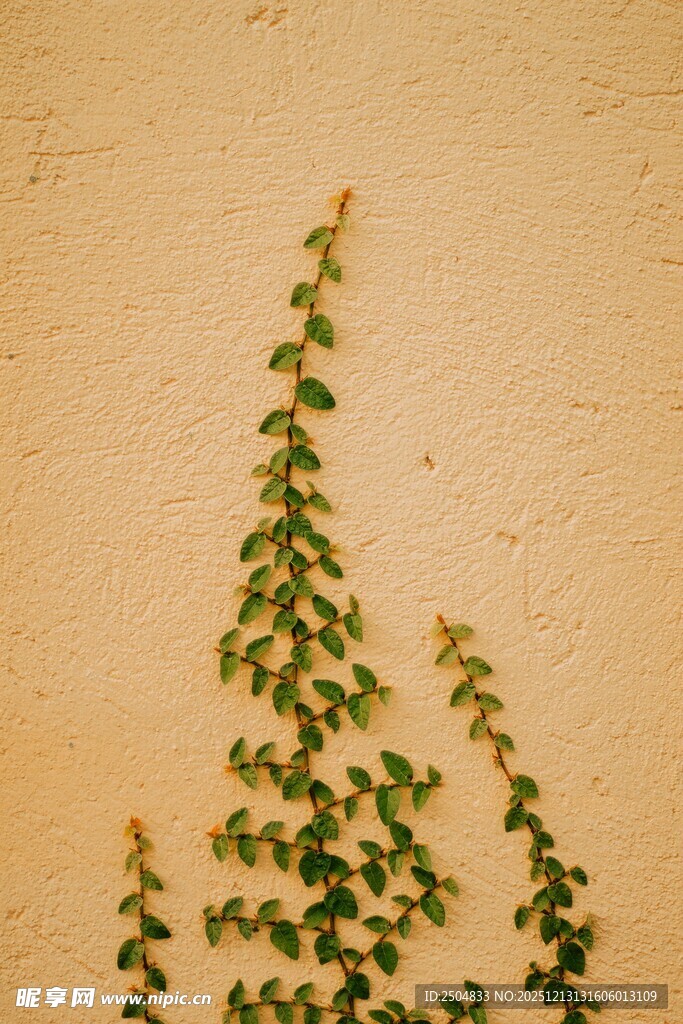 墙上攀爬的翠绿藤蔓植物