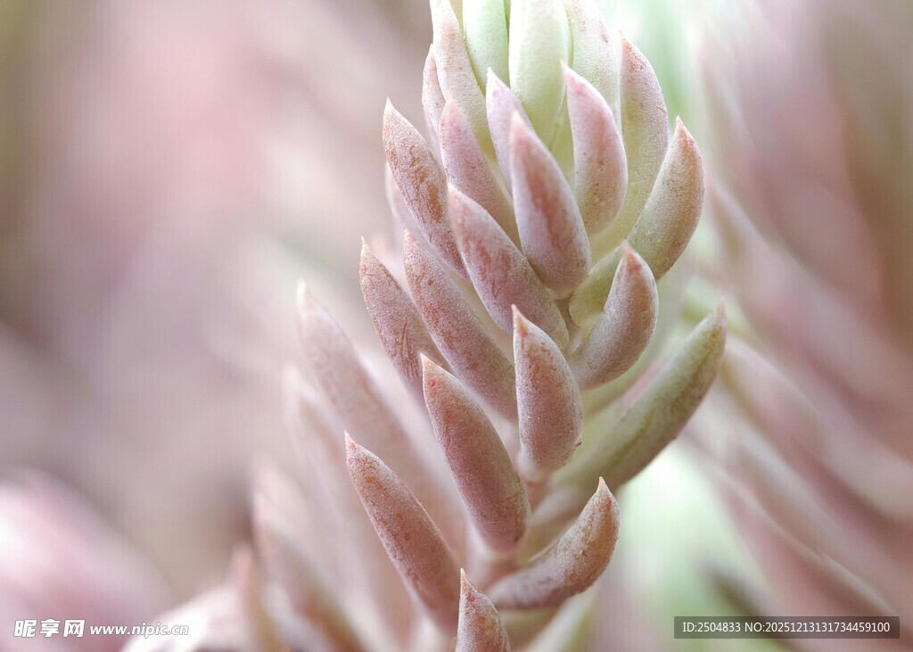 粉色多肉植物特写