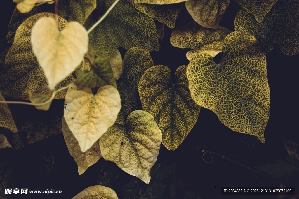 枯黄心形叶片特写