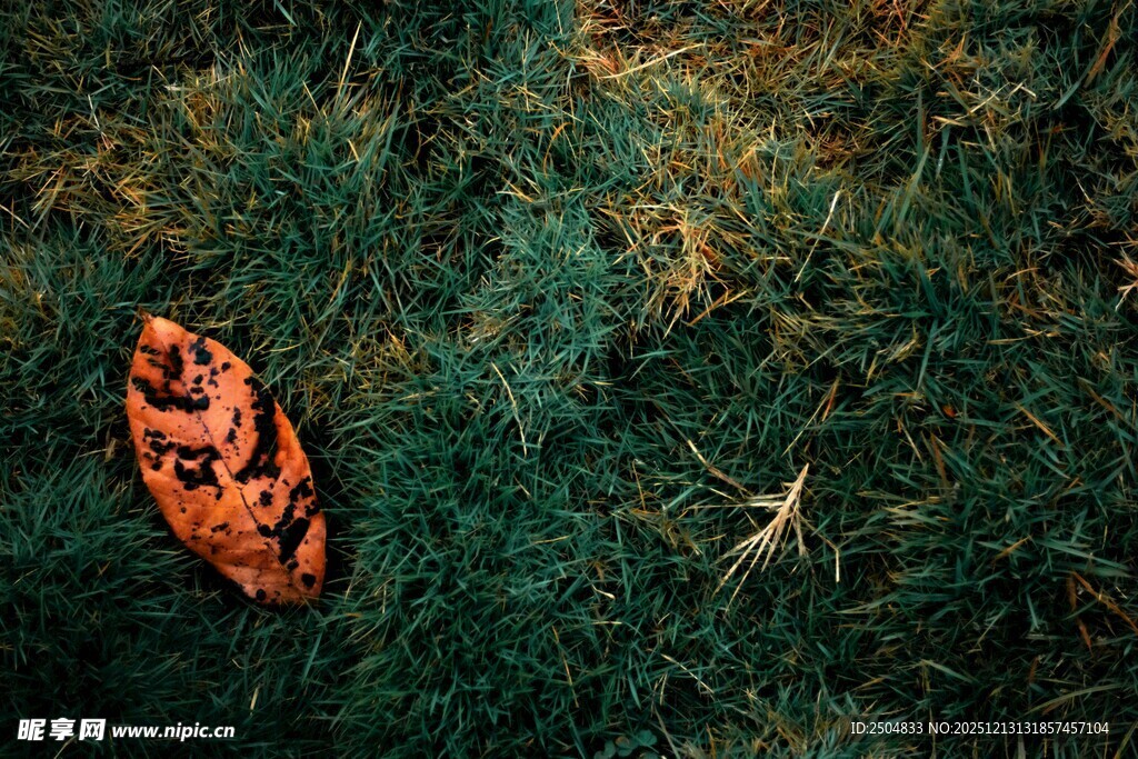 草地上的橙色小船