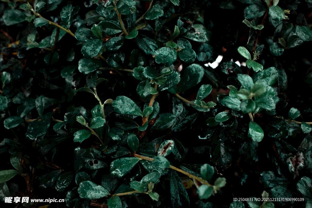 绿叶丛中的白色小鸟