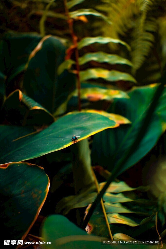 翠绿斑斓的植物叶片特写