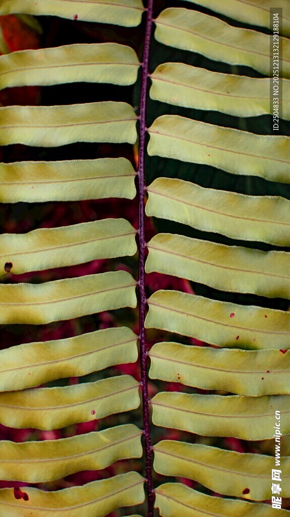 多彩条纹纹理图案