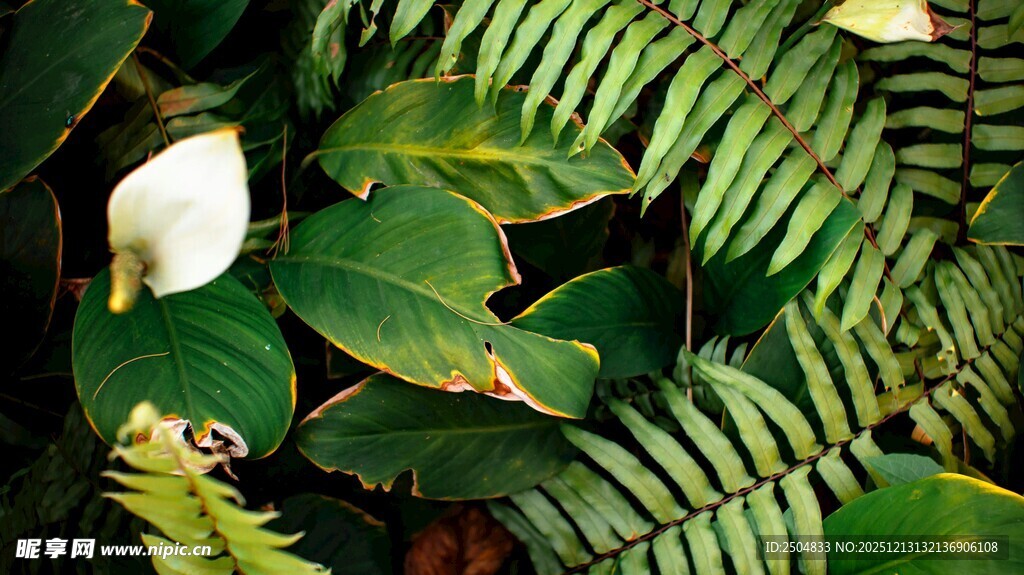 绿叶间的白色花朵